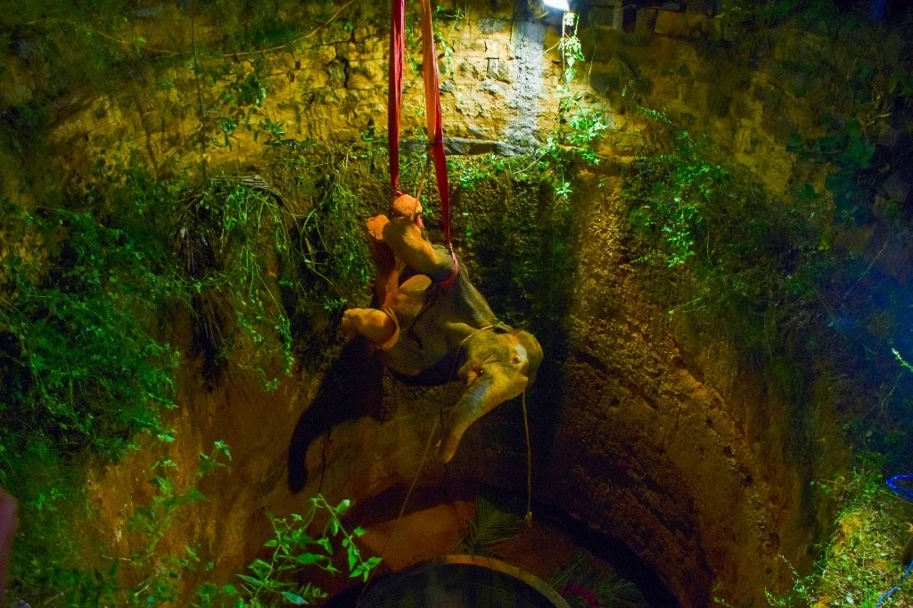 Para el rescate tuvieron que sedar con dardos al animal y así poder descender y atarle las patas con correas para sacarlo con una grúa. Foto AFP