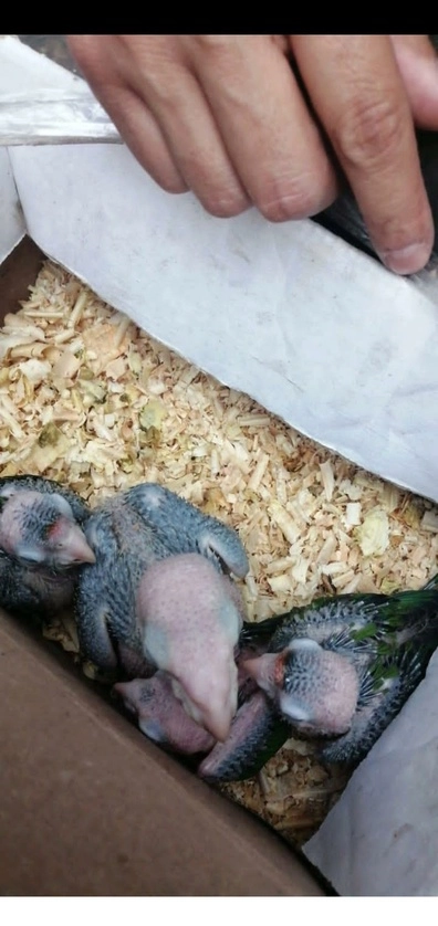En el operativo también fueron aseguradas al menos cuatro crías de loro y 40 aves de ornato. Imagen cortesía 