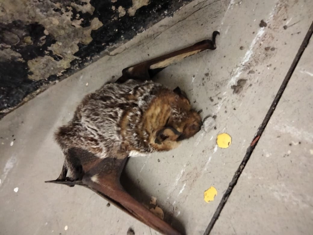 El mamífero de color café yacía sobre el suelo de la estación Oceanía al tener el ala derecha herida, el 13 de julio de 2022. Foto tomada del sitio de https://www.facebook.com/MetroCDMX