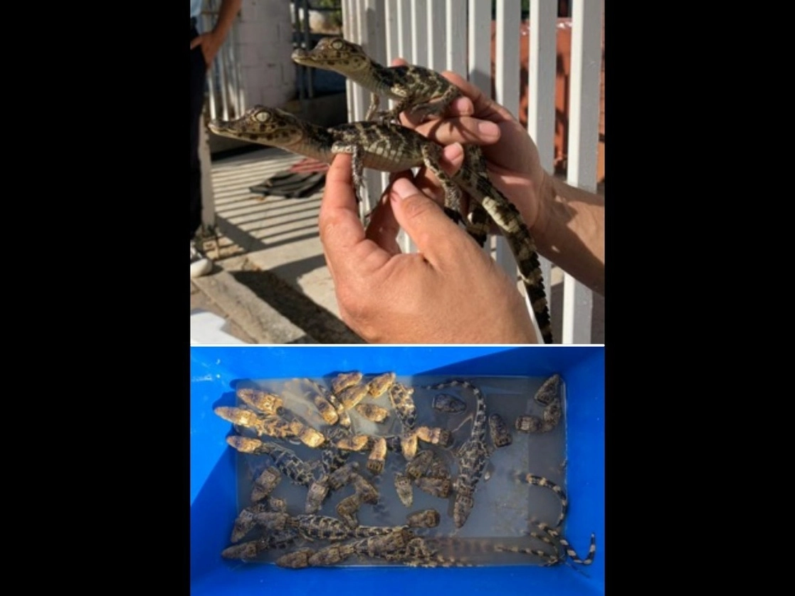 El hallazgo de los 39 cocodrilos ocurrió el pasado 26 de enero en un sitio de taxis, en el municipio de Villaflores, Chiapas, en donde sólo se encontró la hielera de unicel con los reptiles, “sin que ninguna persona se hiciera responsable”. Fotos cortesía de Profepa 