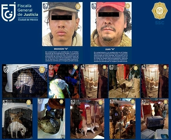 Fueron detenidos Juan José N y Brandon Gabriel N, por la probable comisión del delito de maltrato animal. Foto FGJCDMX