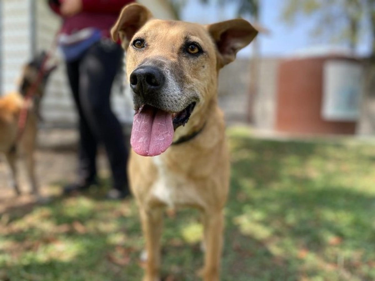 Al menos 70 perros fueron rescatados de las instalaciones del Metro de la Ciudad de México este año. Foto