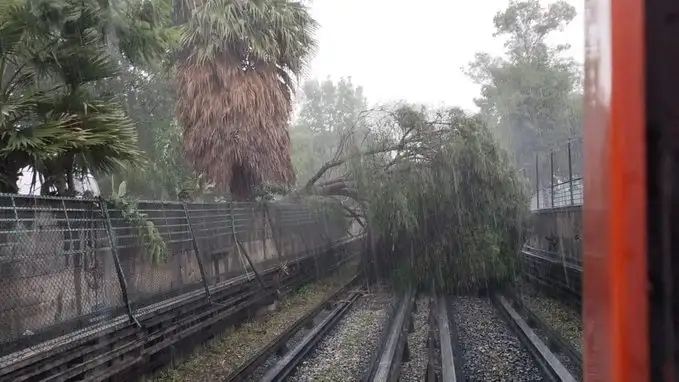 El árbol obstruyó toda la vía del metro. Foto @MetroCDMX