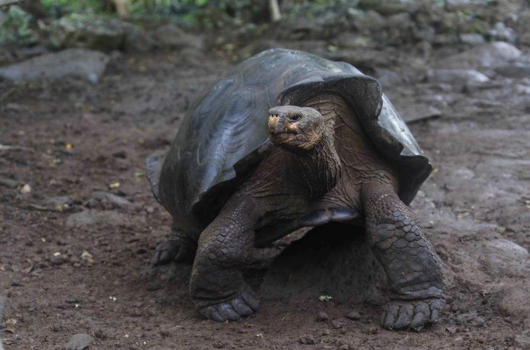 La especie de tortuga gigante de la isla San Cristóbal, en las Islas Galápagos, "Chelonoidis chathamensis", corresponde genéticamente a una especie diferente, que se creía extinta desde inicios del siglo XX, de acuerdo con  estudios realizados por la Universidad de Newcastle, la Universidad de Yale, Galápagos Conservancy y otras instituciones. Foto Europa Press

