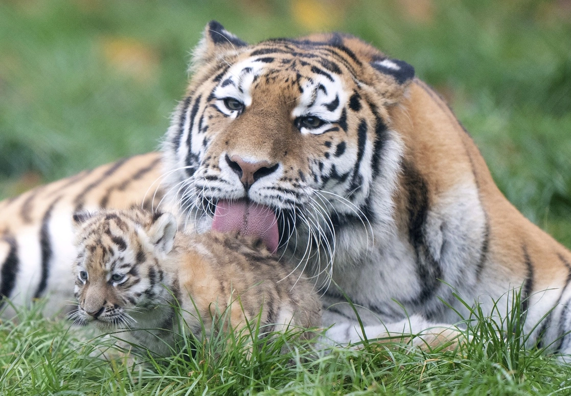 La revista ELLE prohibió las pieles de animales en todas sus ediciones. En la imagen, la tigresa de Amur Mishka, con uno de sus dos cachorros de siete semanas, es vista en el zoológico de Banham en Norfolk, Inglaterra, el miércoles 24 de noviembre de 2021. Foto Ap