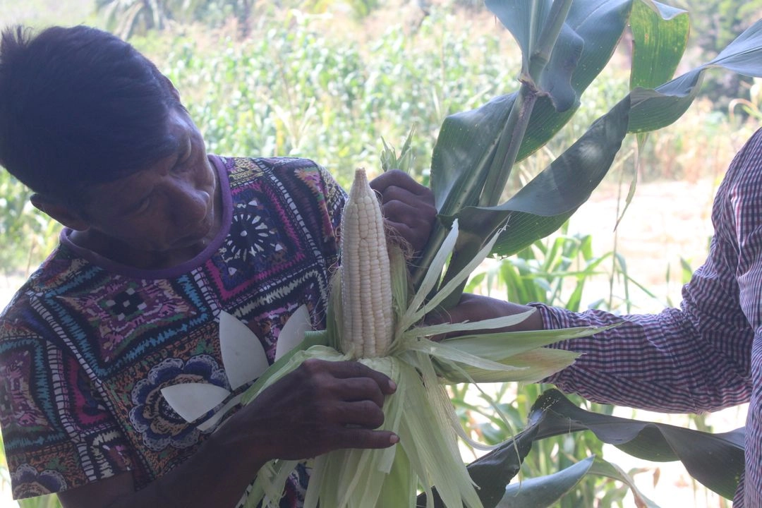 Pobladores advirtieron que después de dos huracanes las autoridades no han entregado un sólo grano a los productores que perdieron sus cosechas.