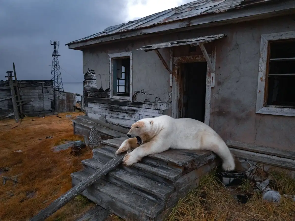Un oso polar se recuesta afuera de estación de policía abandonada en la isla Kolyuchin, frente a Chukotka, Rusia, el 18 de septiembre de 2025. Foto 