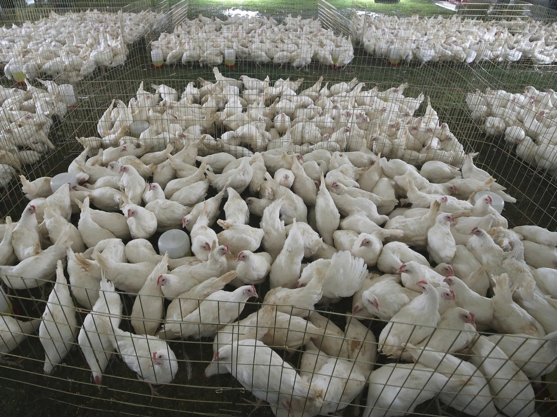 Más de 826 mil pollos de las granjas que se ubican en los municipios de Asientos, Rincón de Romos y la capital del estado fueron sacrificados. Foto Yasmín Ortega Cortés / Archivo
