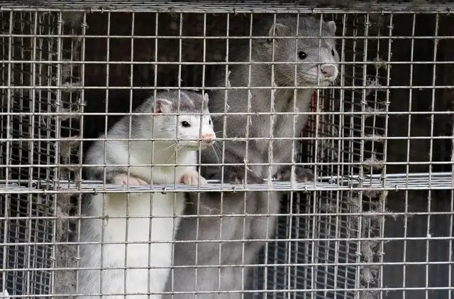 Los brotes en criaderos de visones han persistido en el país nórdico, el mayor productor mundial de pieles del mustélido. Foto Afp