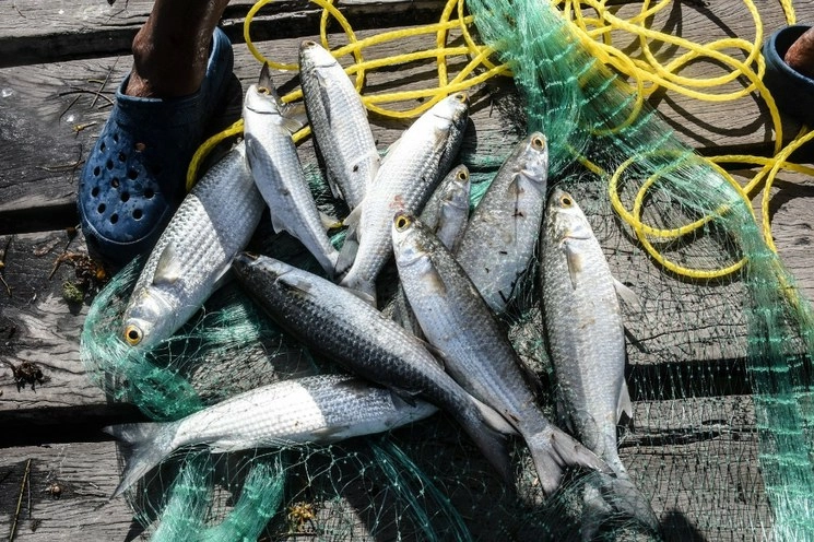 Más de 600 certificados emitidos por Sader en 2019 fueron por Buenas Prácticas Acuícolas y Pesqueras en la producción y captura de 25 especies. Foto Cuartoscuro / Archivo