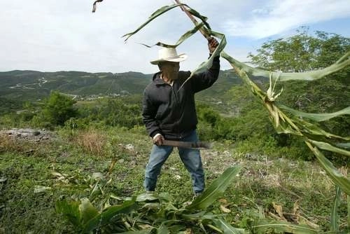 En la actualidad se apoyan a 280 mil productores de bajos recursos que representan una superficie de cultivo de 500 mil hectáreas. Foto Cristina Rodríguez / Archivo