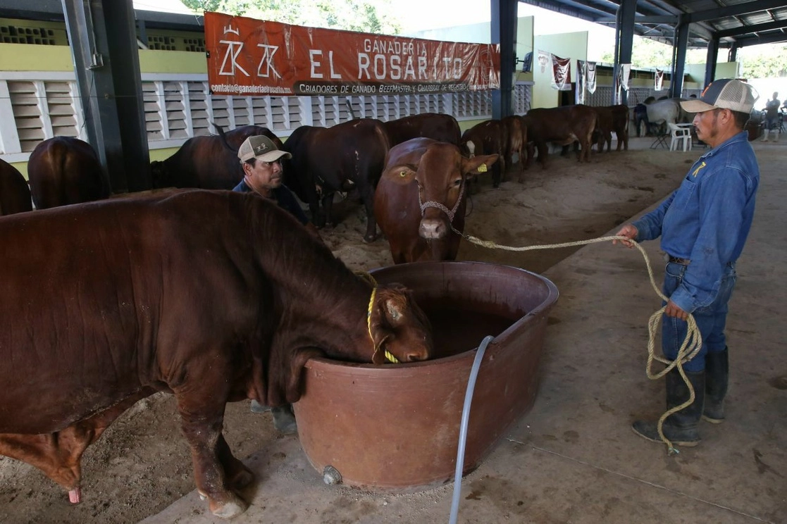 Con el programa Sitma se dará seguimiento a los bovinos desde su nacimiento hasta el plato del consumidor. Foto Cuartoscuro / Archivo