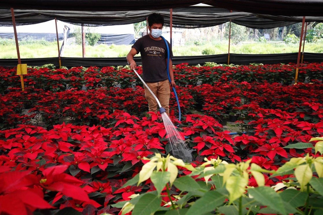 Venta de flor de nochebuena en el invernadero Villa, ubicado en Tiras de Zacapa, en la alcaldía Xochimilco, el 17 de noviembre de 2021. Foto Cristina Rodríguez