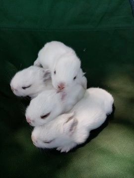 La enfermedad en mortal para estos animales silvestres. Foto @claceva