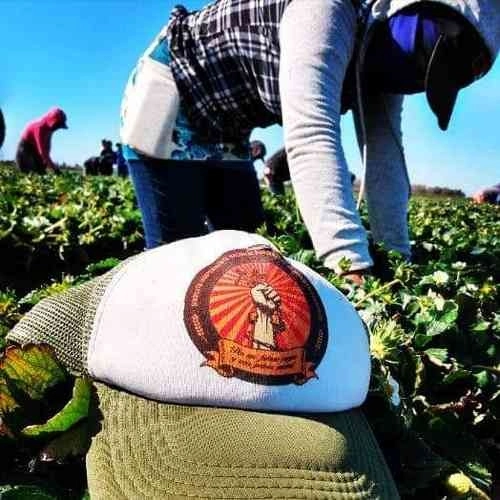 Sigue vigente la demanda de cesar el acoso a jornaleras en los campos del Valle de San Quintín, afirmó la dirigencia del Sindicato Independiente Nacional Democrático de Jornaleros Agrícolas. Foto cortesía del Sindja