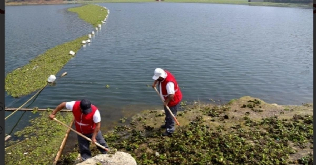  La alcaldía avanza en el proyecto de saneamiento de cinco micro lagunas construidas ilegalmente dentro de la Presa de Guadalupe, donde aplica un tratamiento biológico. Foto 