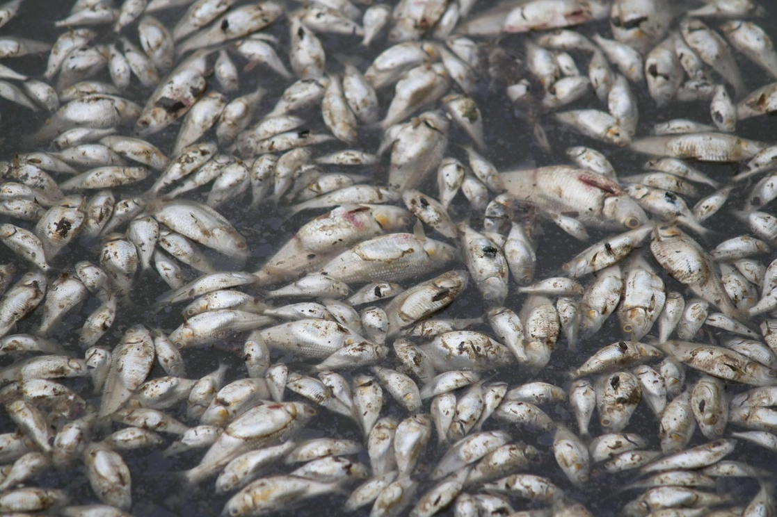En 2012, cientos de peces conocidos como arenques aparecieron muertos en la superficie de la Laguna de las Ilusiones, a la altura del parque Tomás Garrido. Personal del departamento de limpia del Ayuntamiento de Centro recolectó los ejemplares y se observó la contaminación del agua. Foto Cuartoscuro / Archivo 