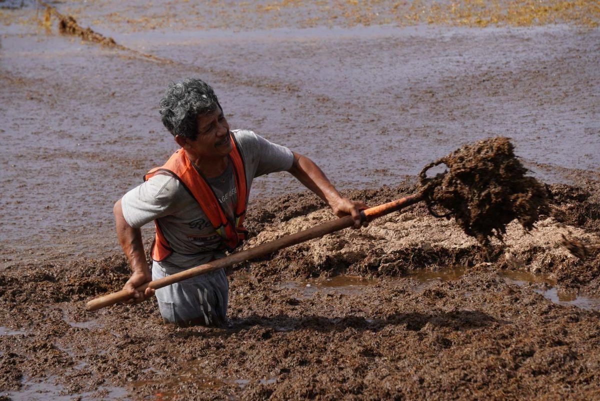 dependencias gubernamentales anunciaron apoyos para investigaciones multidisciplinarias a fin de reducir la presencia del sargazo. Foto 