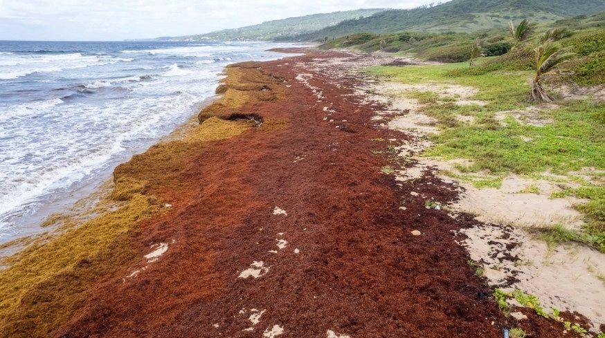 La llegada de sargazo a las playas de Quintana Roo es un problema ambiental que ha provocado la reducción de hasta un 11.6 por ciento del PIB del estado. Foto Ap / Archivo 