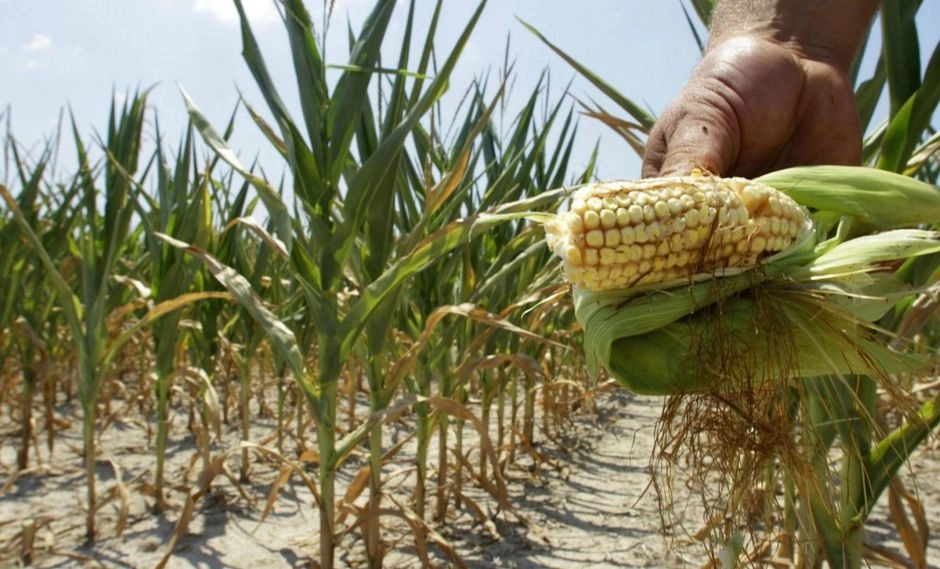 La Secretaría de Economía informó que de enero a junio las importaciones de maíz amarillo tuvieron un incremento de 12 por ciento, mientras que las del blanco se incrementaron 47 por ciento. Foto Ap / Archivo 
