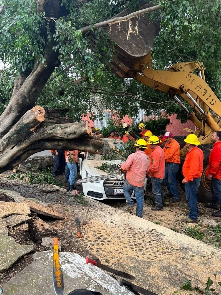 Bomberos, personal de Desarrollo Sustentable y de la Cofonay retiran un árbol que cayó a causa de las fuertes lluvias en la entidad. Foto 'La Jornada'