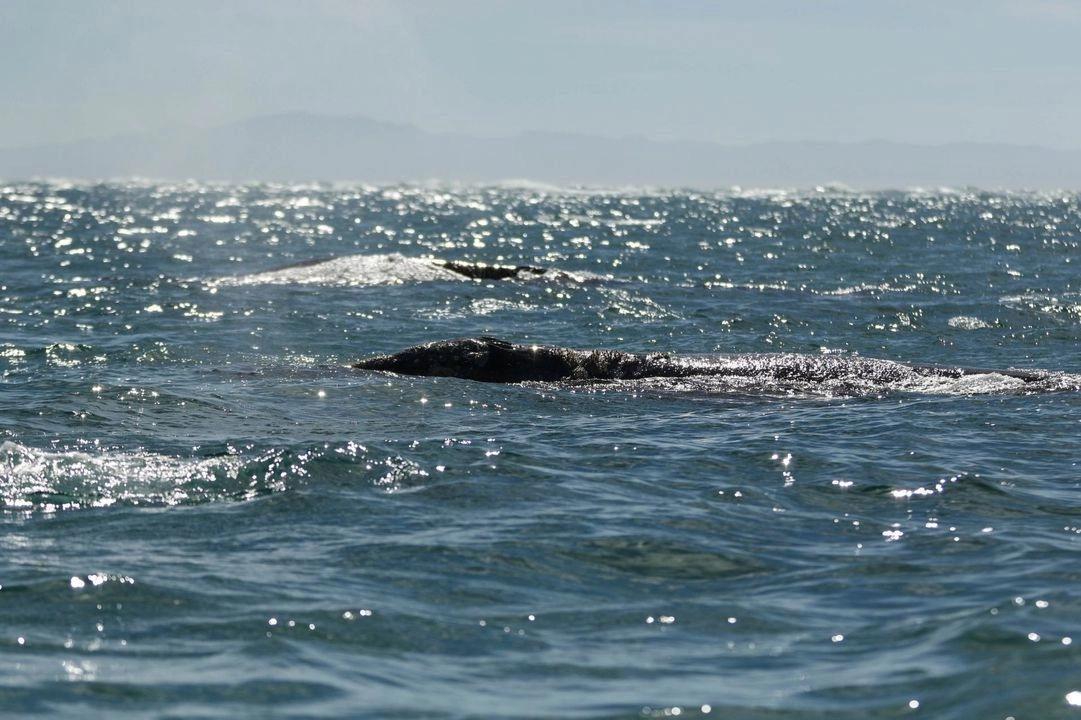  Una ballena gris es visita para su apareamiento y reproducción en las las lagunas de San Ignacio y Ojo de Liebre, en la comunidad de Guerrero Negro, en Mulegé, BC. Foto 
