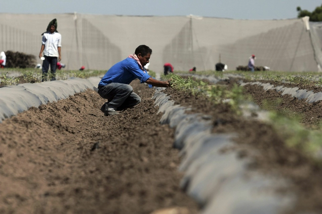 En 2022 el valor de las importaciones de fertilizantes de México se disparó 75 por ciento para alcanzar un nivel sin precedente desde que hay registros a consecuencia del incremento en los precios internacionales. Foto Cuartoscuro / Archivo