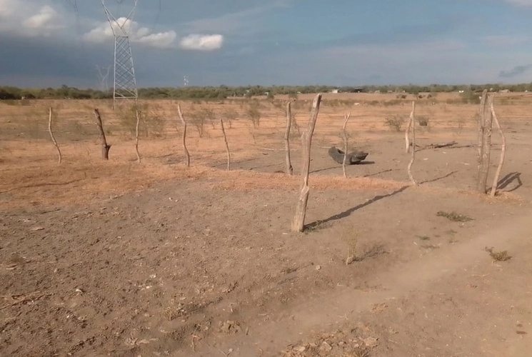 San Luis Potosí es azotada por una de las sequías más severas y prolongadas de los últimos tiempos, sobre todo en la zona norte de la Huasteca. En comunidades y ejidos de los municipios de Tamuín y Ébano (imagen), el ganado ha comenzado a morir y la producción de caña de azúcar se desplomó 50 por ciento. Foto 'La Jornada'