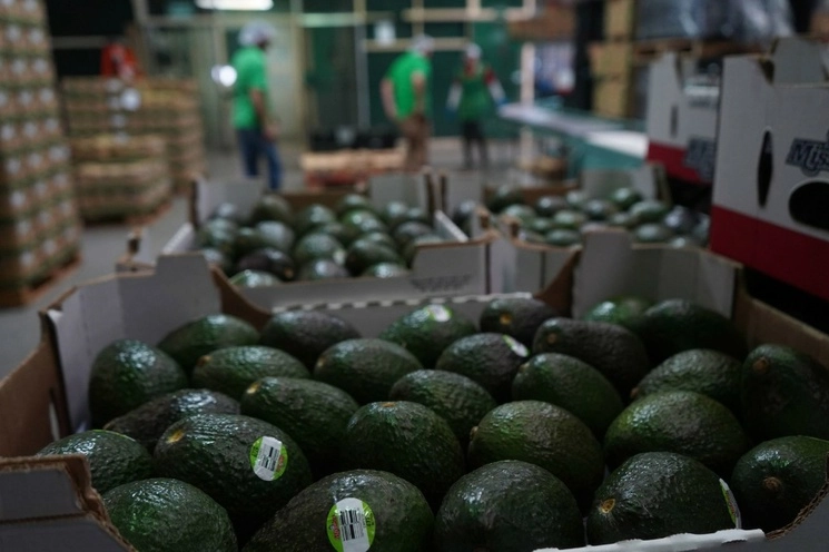 El aguacate fue el tercer producto más exportado por México en 2022. Sólo por debajo de la cerveza y el tequila. Foto Cuartoscuro

