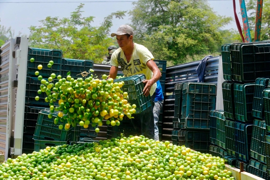 Productores de limón de la Tierra Caliente de Michoacán, durante el acopio de cosechas para su distribución en el mercado nacional. Foto de archivo 'La Jornada'