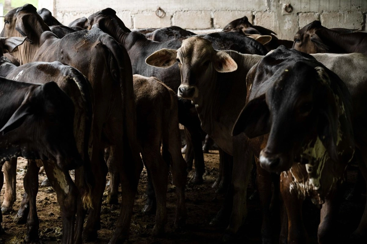 La frontera con Estados Unidos fue cerrada en mayo para el ganado vacuno por casos de contaminación con el gusano barrenador. 