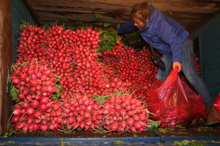 Cerca de 150 productores de rábano ofrecen su producto en la vendimia realizada de la Central de Abasto. Foto ‘La Jornada’