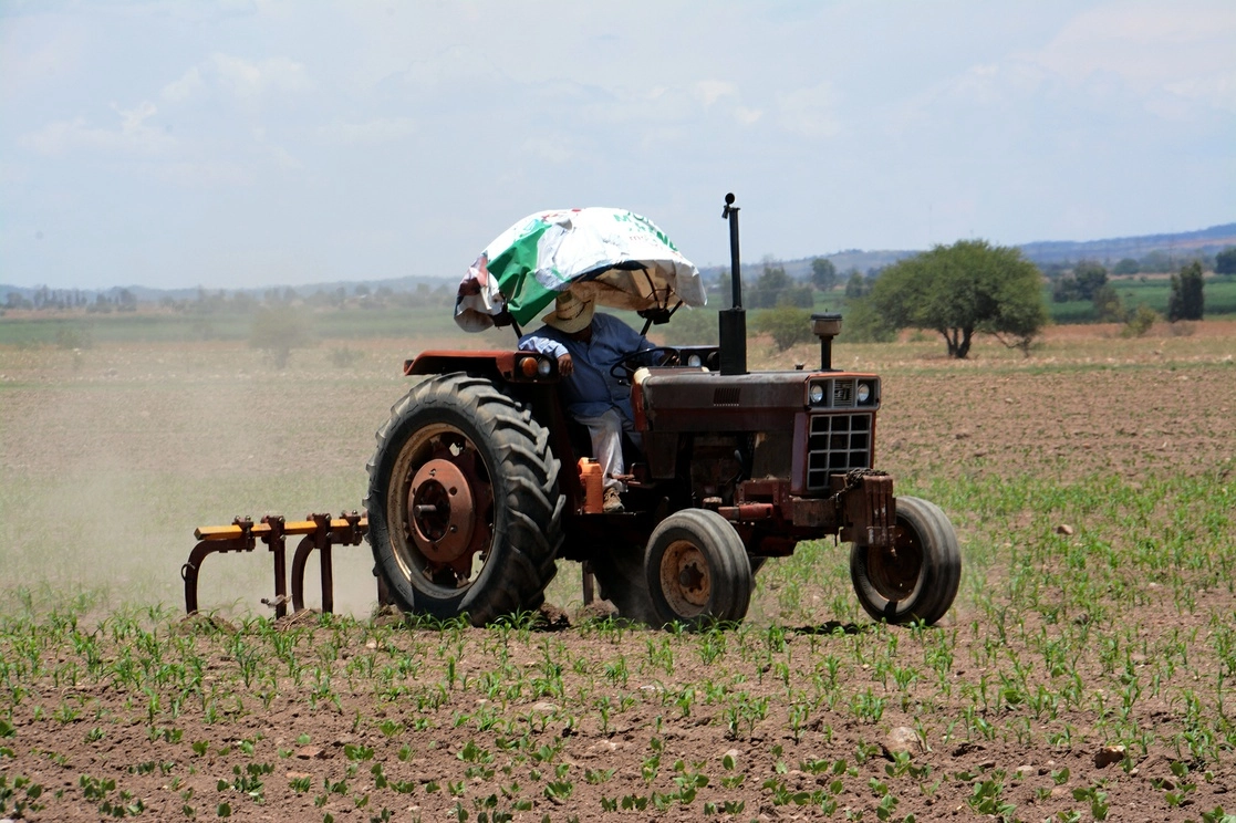 Un campesino realiza labores de rastreo en su incipiente milpa de maíz, en el ejido Benito Juárez, municipio de Zacatecas, con la esperanza de que pronto llueva para que no se pierda la cosecha de este año. Foto Alfredo Valadez Rodríguez