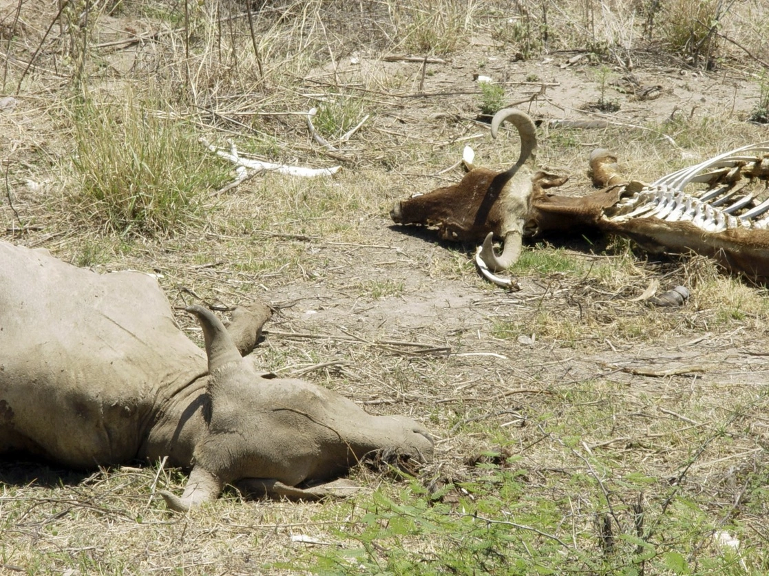 A la muerte de 42 mil cabezas de ganado en Durango se suma que los bordos construidos para que abreven las reses ya están en menos de cinco por ciento de almacenamiento. En la imagen, vacas muertas debido a la sequía en Culiacán, Sinaloa. Foto Cuartoscuro / Archivo