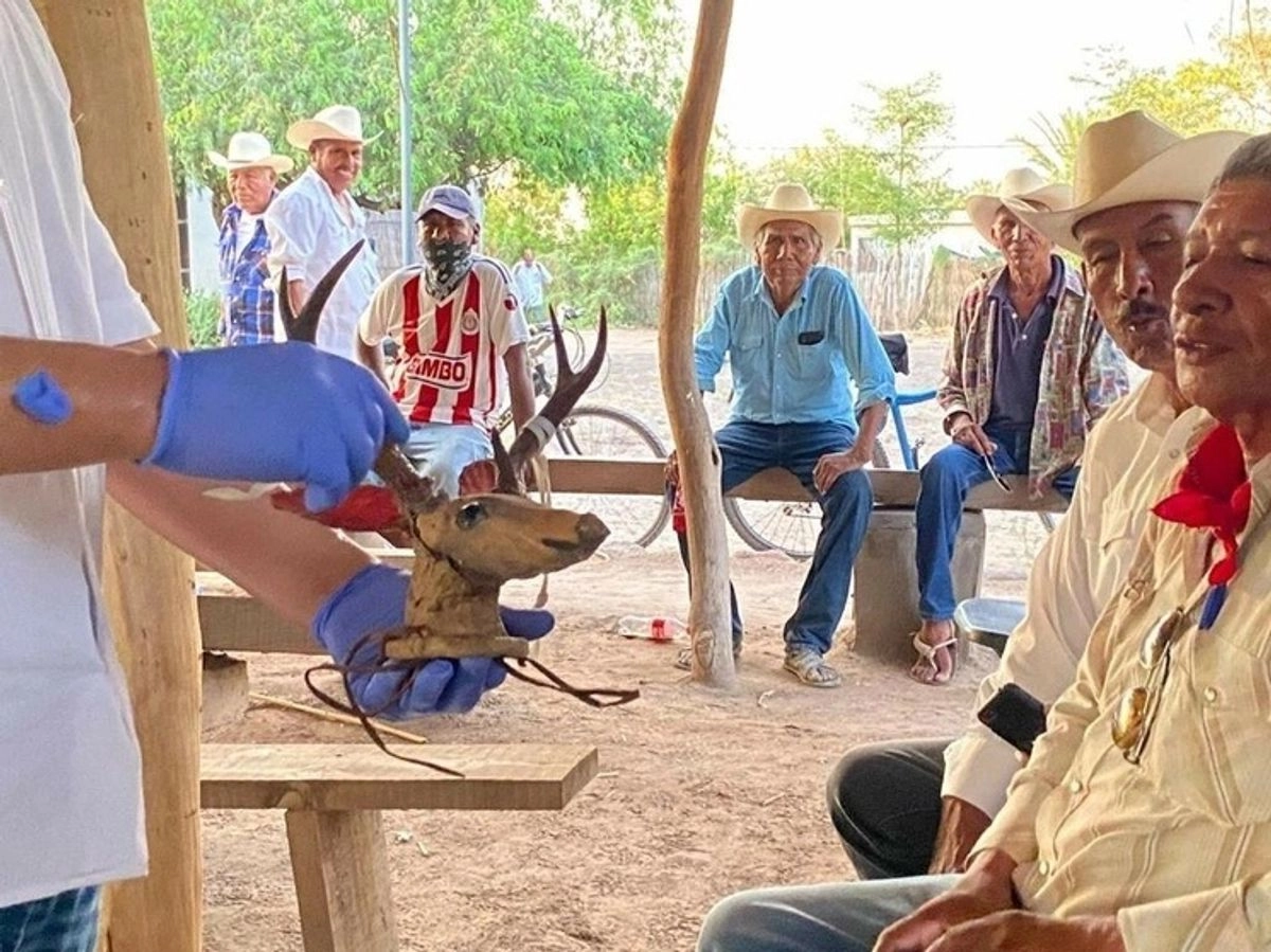 Durante los goboiernos de la 4T se le han restituido 45 mil hectáreas al pueblo yaqui. Foto 
