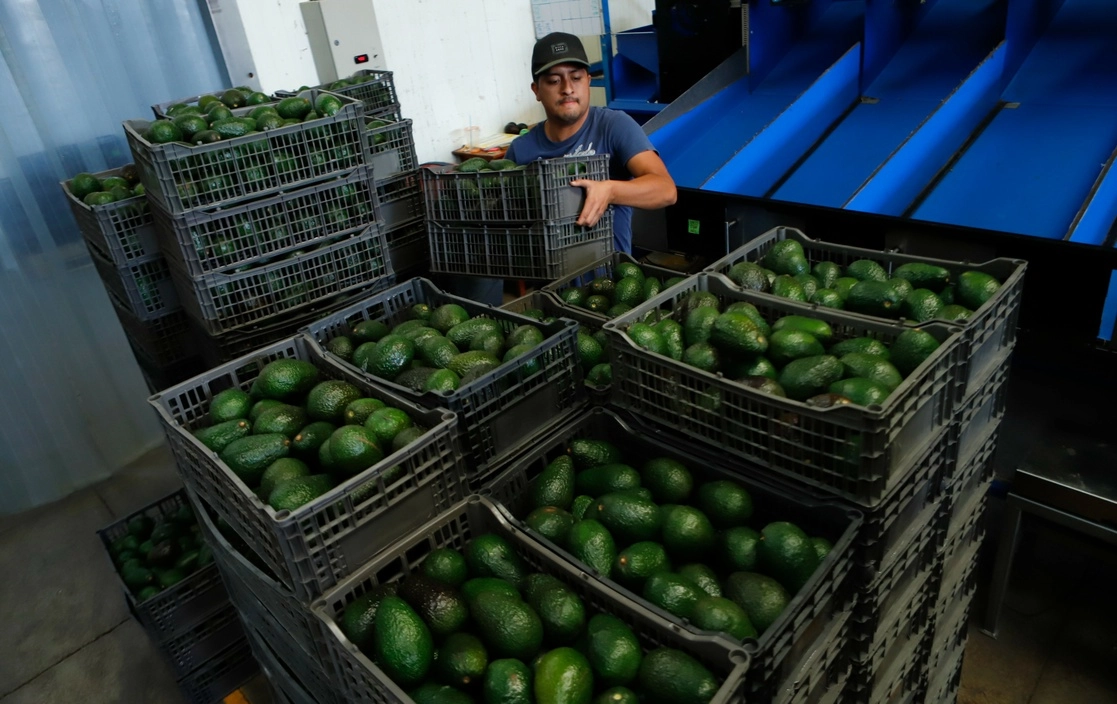 Trabajador en una planta empacadora de Uruapan, Michoacán. Foto: Ap