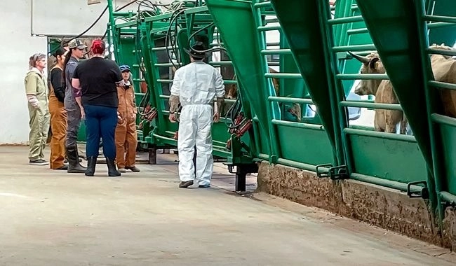 Este primer lote se encuentra integrado por cerca de 500 cabezas de ganado, proveniente de tres unidades de producción de Chihuahua. Imagen difunda por Sader 
