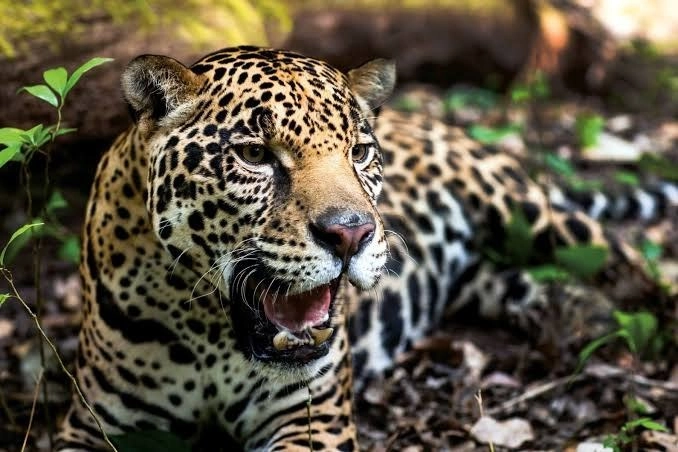 En México al menos unas 600 especies están en riesgo de desaparecer incluido el jaguar. Foto Afp / Archivo