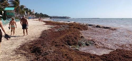 Grandes cantidades de sargazo cubren las playas de Quintana Roo. Foto Patricia Vázquez