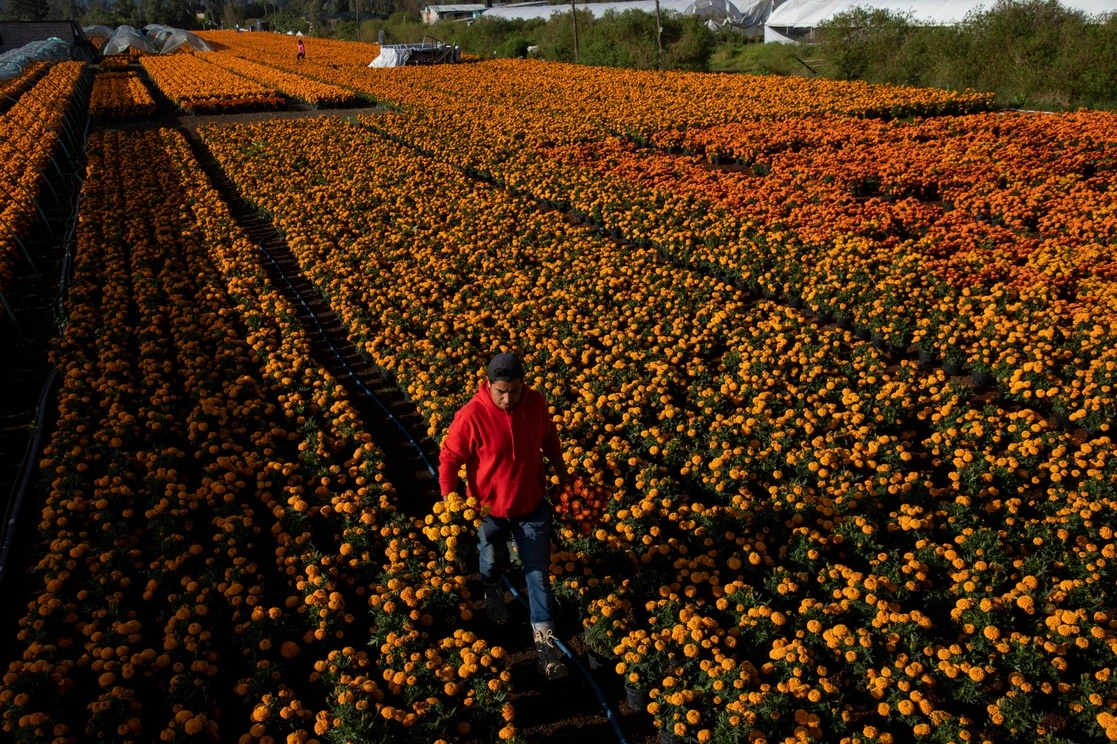 Venta de flores de cempasúchil en el invernadero Juan Telésforo, en Puente Urrutia, Xochimilco, donde se comercializan alrededor de 180 mil plantas en esta temporada. Foto José Carlo González
