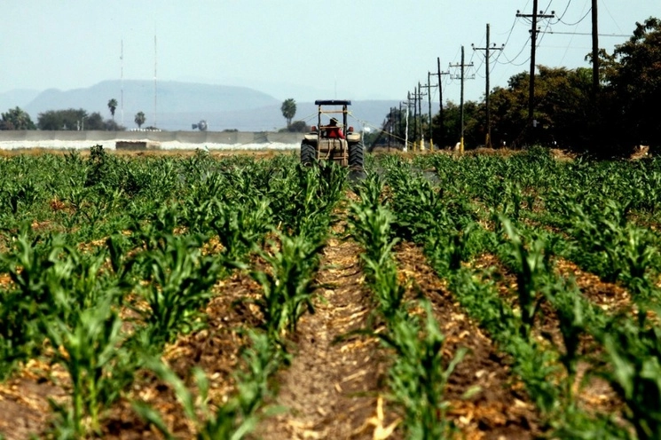 Hasta mayo pasado, el valor de las ventas agroalimentarias se ubicó como el más alto en 31 años y permitió a México obtener divisas que superan a las conseguidas por concepto de turismo extranjero en nueve mil 755 millones de dólares. Foto Cuartoscuro / Archivo 