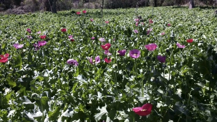 Plantío de amapola en Villa de Rosario, Chihuahua. Foto Cuartoscuro / archivo 