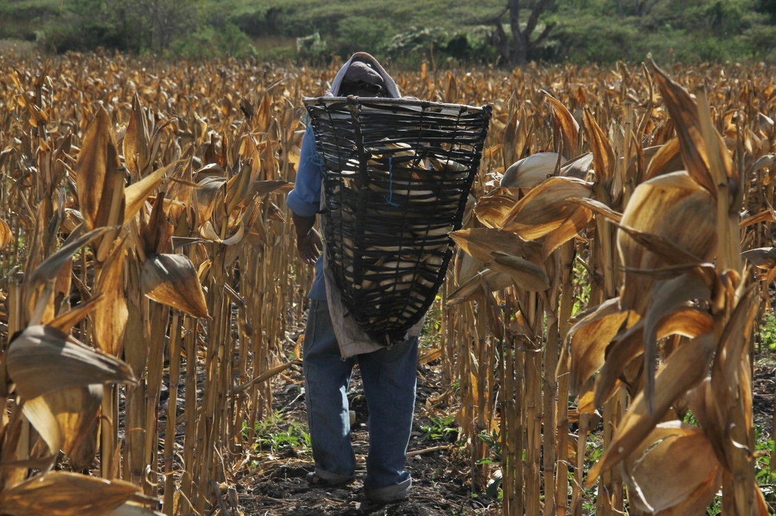 La producción de maíz amarillo es muy inferior al consumo del país. Foto ‘La Jornada de Oriente’