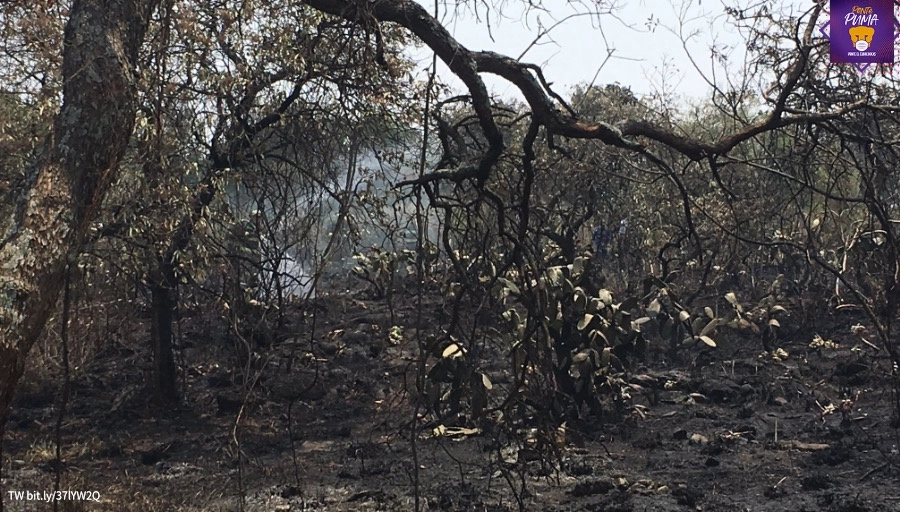 Personal de Bomberos y de Protección Civil de la Universidad Nacional trabajaron en la zona. fOTO @UNAM_MX
