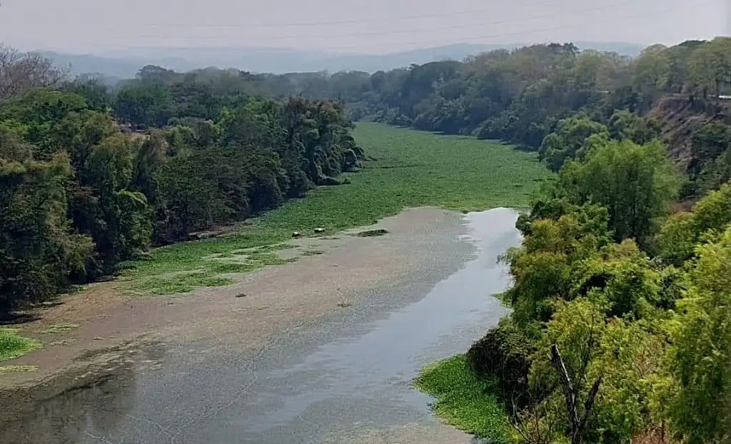 Debido a las altas temperaturas, que superan 45 grados centígrados, el río, que atraviesa los municipios de Huautla, Tempoal, Tantoyuca y Platón Sánchez, ha perdido gran parte de su caudal. Hace tres años se desbordó por las lluvias torrenciales, pero ahora su cauce está prácticamente seco o cubierto de lirio. Datos de Conafor y del CCMSS señalan que la sequía ha generado plagas y enfermedades en grandes zonas forestales. De enero a la fecha se han registrado 5 mil 482 incendios. Foto ‘La Jornada’