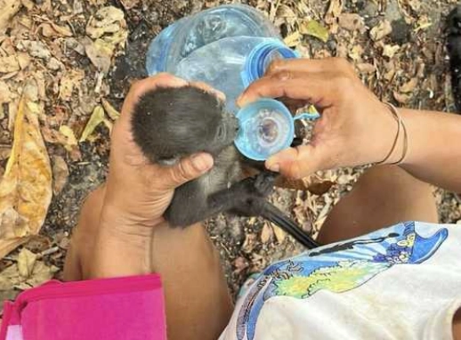 Un vecino de Comalcalco, Tabasco, hidrata a una cría de mono aullador, luego de sumarse a la campaña para rescatar a los primates que han sido afectados por las altas temperaturas.Foto página de Facebook de Kunduankan Radio