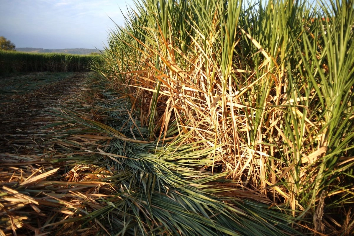 Cañaverales en Cuautla, Morelos. 