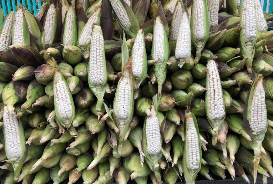 La Jornada - Se vino abajo 9.2% la producción de maíz de México en 2023