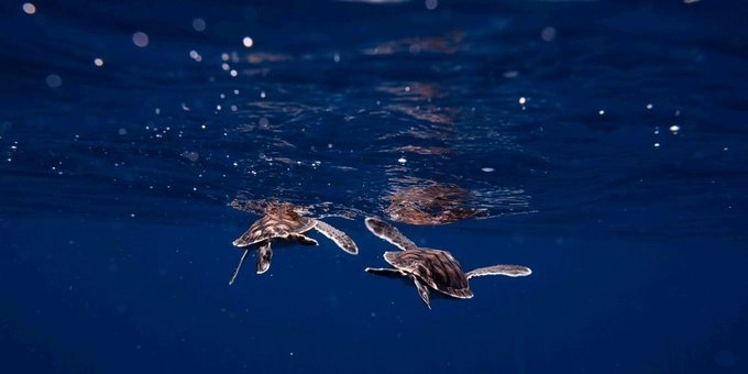 La organización realiza trabajos para la conservación de especies.