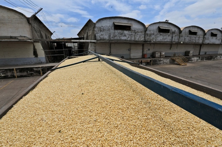 La Jornada - Segalmex cesó compras de maíz y dejó a su suerte a pequeños  productores